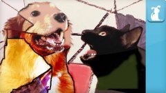 Gotye Dog Parody - Somebody That I Used To Know
