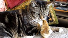 Chick pecks cats nose