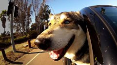 Dogs in cars