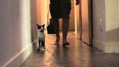 How to walk your human