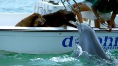 Dolphin kisses dog