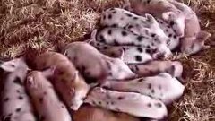 Sleeping piglets
