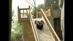 Cute pandas playing on the slide
