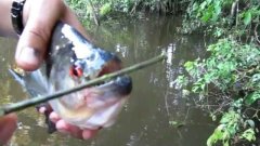 Piranha scissors
