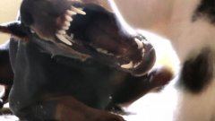 Tiny kitten takes on big doberman