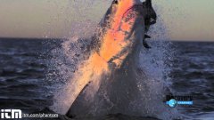 Slow motion shark attack