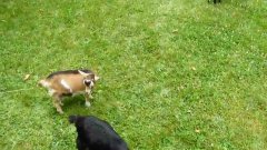 Dwarf goat jumps around knocking over another