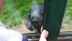 Monkey instructs zoo guest to open cage
