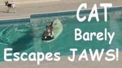 Cat barely escapes jaws