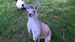 Kangaroo and lemur play tag