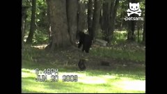 Courageous cat scares bear up tree