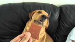 Dog terrified of low-fat lamb jerky