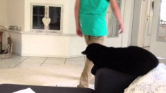 Cat gives hi-five