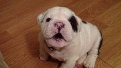 Bentley the fussy growling bulldog puppy