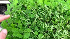 Mimosa pudica - sensitive plant