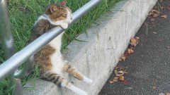 Cat sitting relaxed