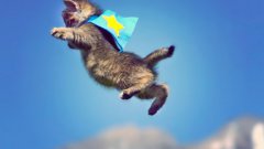 Cute kittens fly in slow motion