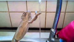Chameleon washing his hands