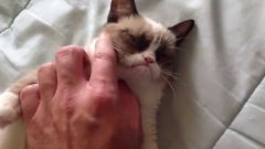 The original grumpy cat
