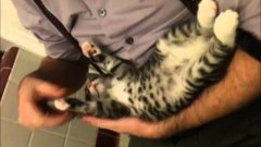 Kitten keep arms in place when moved
