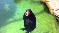 Meditating Seal