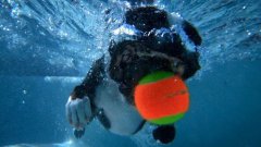 Dogs in Slow Motion