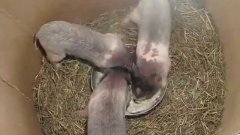 Three funny piglets