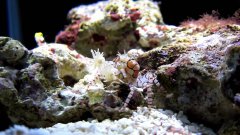 Pom pom crab dance