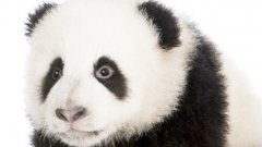 Why are things cute?