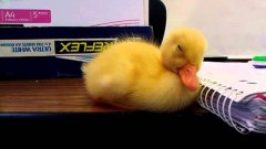 Baby duck falling asleep