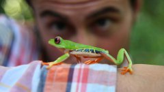 Follow the frog save the rainforest PSA