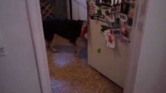 Helpful dog gets ready to play frisbee