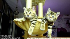 Funny cats watching women's tennis
