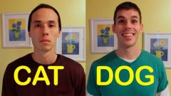 Cat-friend vs dog-friend