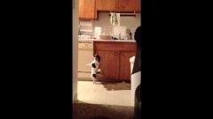 Sloopy the dancing chihuahua