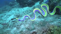 Blue Ribbon Eel