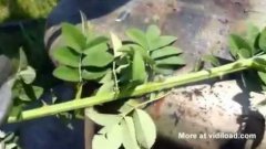 Radio waves picked up by weeds