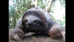 Sloth attack