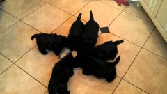 Scottie pinwheel