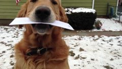 Best part of mailman’s day