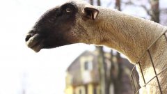 Goats yelling like humans