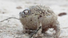 Cute squeaking rain frog