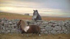 Moon walking pony