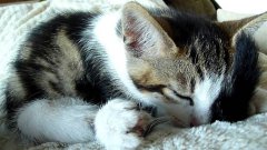 Kitten stretches and falls asleep