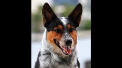 20 dog tricks in one minute