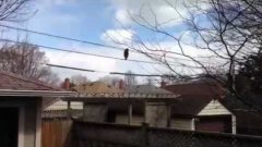 Raccoon walks across phone line