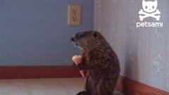 Woodchuck eating an ice cream cone
