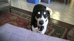 Dog wants a kitty