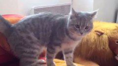 Cat performs ninja trick