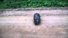 Beaver attacks russian cameraman